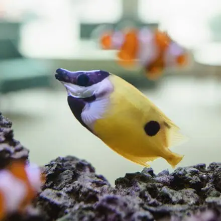 Fish in Aquarium